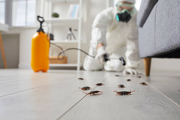 Commercial Kitchen Cockroach Control in Hamilton City